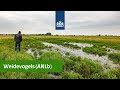 Die weidevogel hoort er gewoon bij: Agrarisch Natuur- en Landschapsbeheer