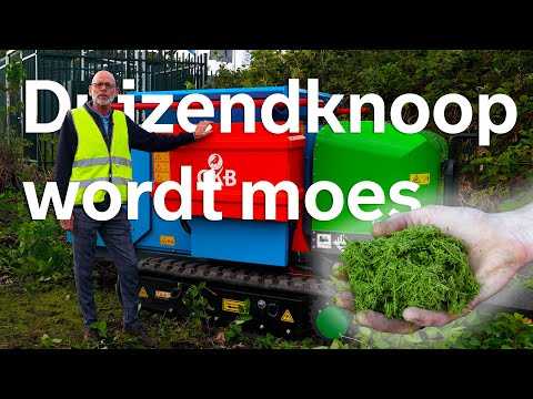 Duizendknoop wordt spinazie à la crème