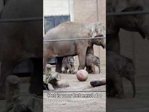 Pasgeboren olifantjes Artis 🐘