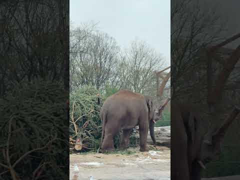 Olifanten vs kerstboom - Artis 2026